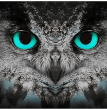 a close up of a owl 's face with bright blue eyes