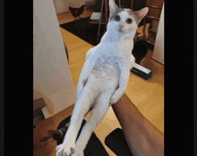 Strange Cat GIF - Strange Cat Funny Cat GIFs