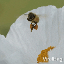 I Am Ready To Eat Honey Bee GIF - I Am Ready To Eat Honey Bee Viralhog GIFs