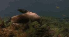 Synchronized Swimming GIF - Sea Lions Seals Ocean GIFs