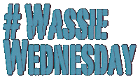 Wassie Wednesday Sticker - Wassie Wednesday Wassie Wednesday Stickers