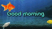 Good Morning Fish GIF - Good Morning Fish GIFs