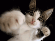 Cat Cute GIF - Cat Cute Adorable GIFs
