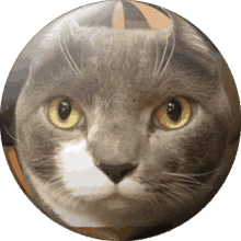 gary globe cat funny
