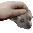 a person is petting a small dog on its head .
