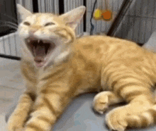 a close up of a cat yawning with its mouth open on a table .