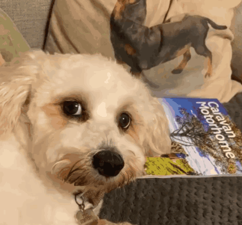 Side Eye Dog GIF - Side eye Dog Bombastic side eye - Descobrir e