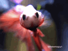 Fish Flaring GIF - Fish Flaring Andrewculley GIFs