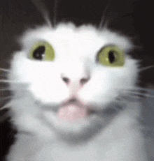 a close up of a white cat 's face with green eyes