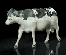 Milk Cow GIF - Milk Cow Weird GIFs