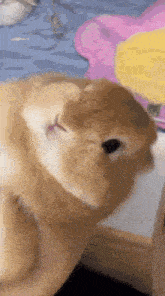 a close up of a cat sleeping in a person 's hand .