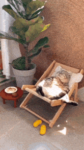 Lazy Cat Relaxed Cat GIF