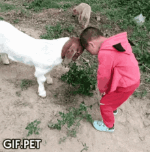 Gif Pet Boy Vs Goat GIF