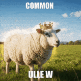 a sheep with a crown on its head is standing in a grassy field with the words common ullew below it