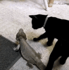 Cat The Pet Collective GIF - Cat The Pet Collective Lizard GIFs