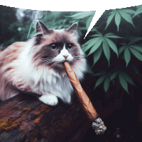 a cat with a cigar in its mouth and a speech bubble above it