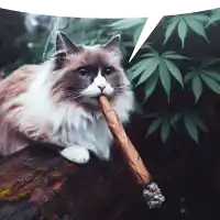 a cat with a cigar in its mouth and a speech bubble above it