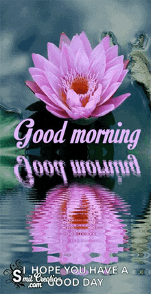 Good Morning Lotus GIF - Good Morning Lotus Flower GIFs