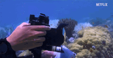 Coral Picture GIF - Coral Picture Diving GIFs