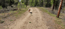 Hadassa Allison Zarya The Laika GIF - Hadassa Allison Zarya The Laika Dog Zooming Down Dirt Road GIFs