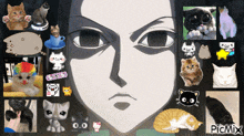 a collage of pictures of cats and a man 's face with the words picmix at the bottom