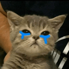 a close up of a cat with blue tears on its face .
