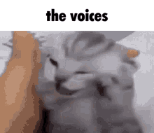 Cat The Voices GIF - Cat The Voices Hallucinations GIFs