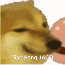 Siap Bang Jago Bang GIF - Siap Bang Jago Bang Jago GIFs