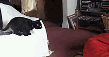 Jump Cat GIF - Jump Cat Beanie Bag GIFs