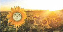 a cat is sitting on a sunflower in a field