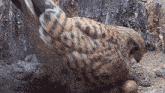 Giving Warmth To The Eggs Kestrel GIF - Giving Warmth To The Eggs Kestrel Robert E Fuller GIFs