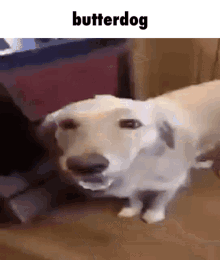 butterdog buttadog