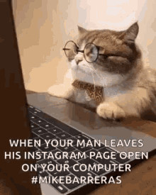 business cat working cat boss angry