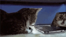 Cat Shocked GIF - Cat Shocked Laptop GIFs