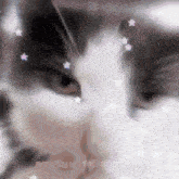 Adrian Adrian Cat GIF - Adrian Adrian Cat Adrian Cat Edit GIFs