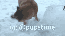 a picture of a dog in the snow with ig @pupstime written below it