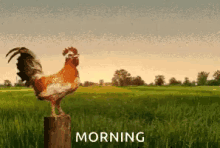 Rooster Crowing GIFs | Tenor