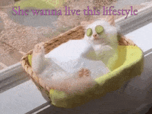 Cat Relaxed GIF - Cat Relaxed Lifestyle GIFs