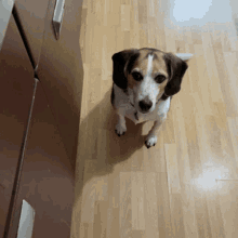 Pup Cute GIF - Pup Cute Beagle GIFs