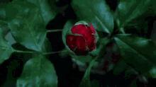 Red Rose GIF - Red Rose Bloom GIFs