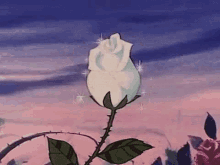 Beautiful Rose Blooming With Bubbles GIF