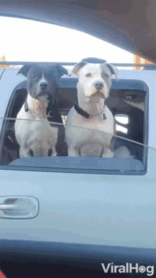 Looking Out The Car Window Viralhog GIF - Looking Out The Car Window Viralhog Dogs GIFs