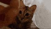 a close up of a cat laying on a bed under a blanket .