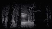 a ferret is standing in front of a building in the woods at night .