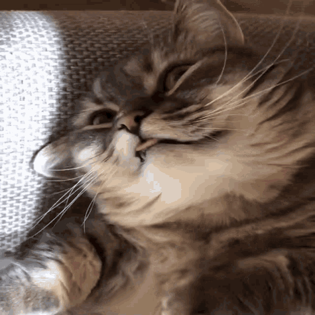 Comaru Cat GIF - Comaru Cat - Discover & Share GIFs