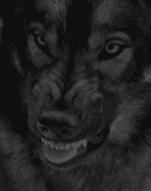 wolf lick rage angry