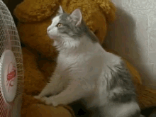 This Right Here Is Good GIF - Cat Cats Kneading GIFs