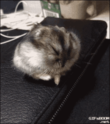 Falling Asleep Hamster GIF - Falling Asleep Hamster Sleep GIFs