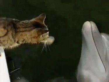 Cat friends dolphin GIF - Find on GIFER