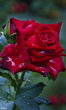 розы GIF - розы GIFs